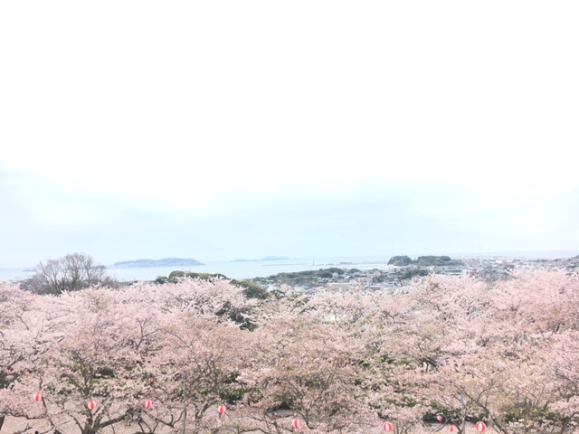 海と桜の絶景コラボが見れます♪